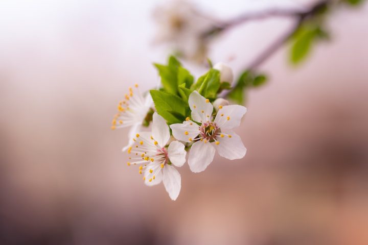Cherry Blossom Nature Photo 6 Cherry Blossom Nature Photo