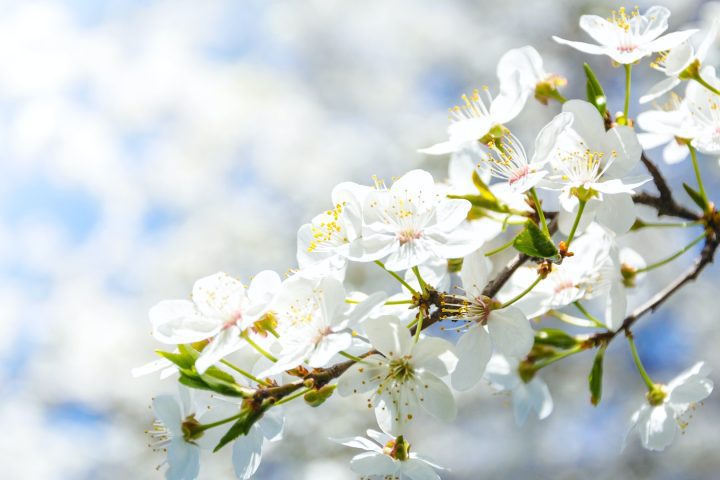 Spring Blossom Close Up 2 Spring Blossom Close Up